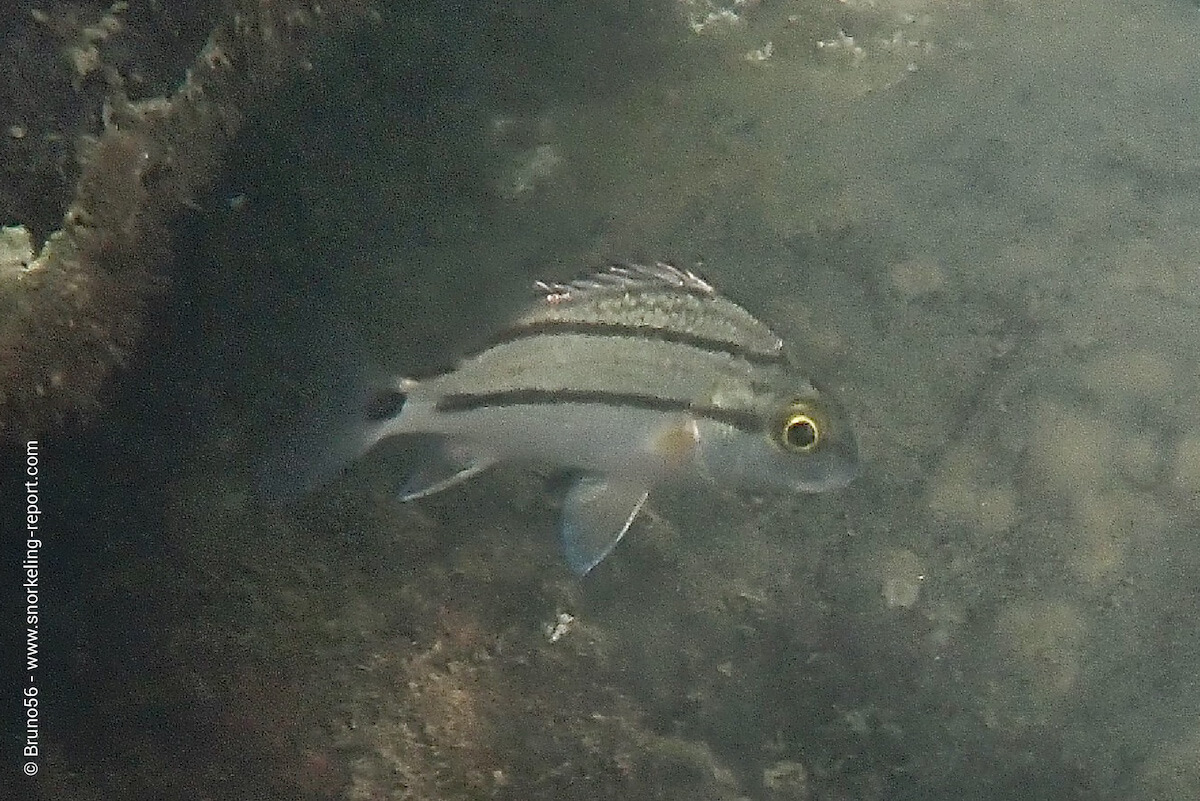 Juvenile porkfish in French Guiana