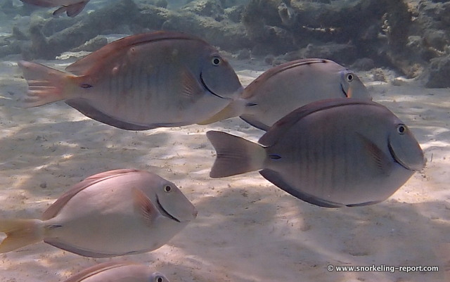 Powder Blue Tang - Acqua Fish: Um pedaço do oceano na sua casa!