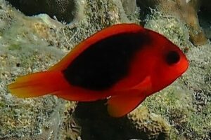 Amphiprion ephippium