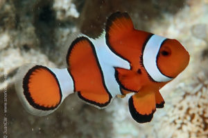 Amphiprion ocellaris