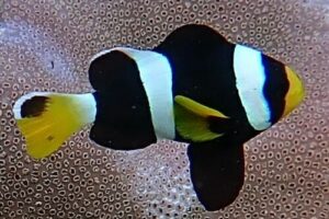 Amphiprion sebae