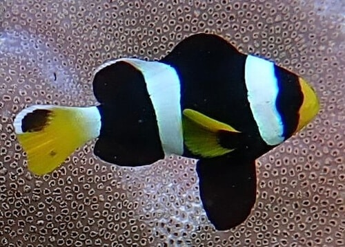 Amphiprion sebae