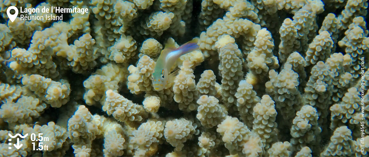 Arc-eye-hawkfish at Lagon de l'Hermitage