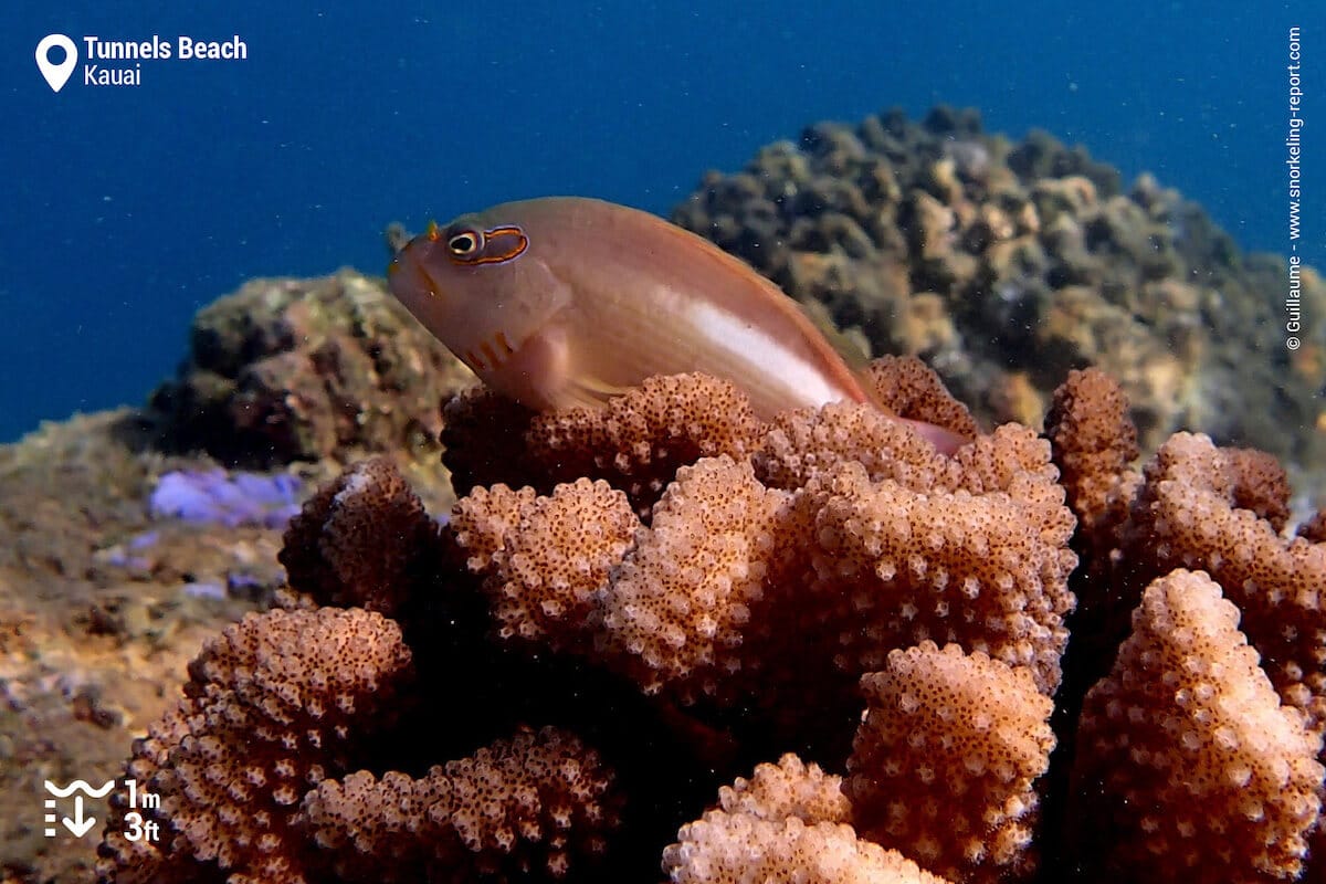 Arc-eye hawkfish at Tunnels Beach