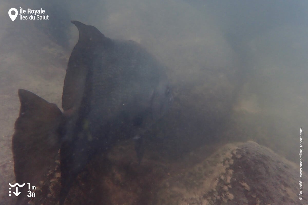 Atlantic spadefish in French Guiana
