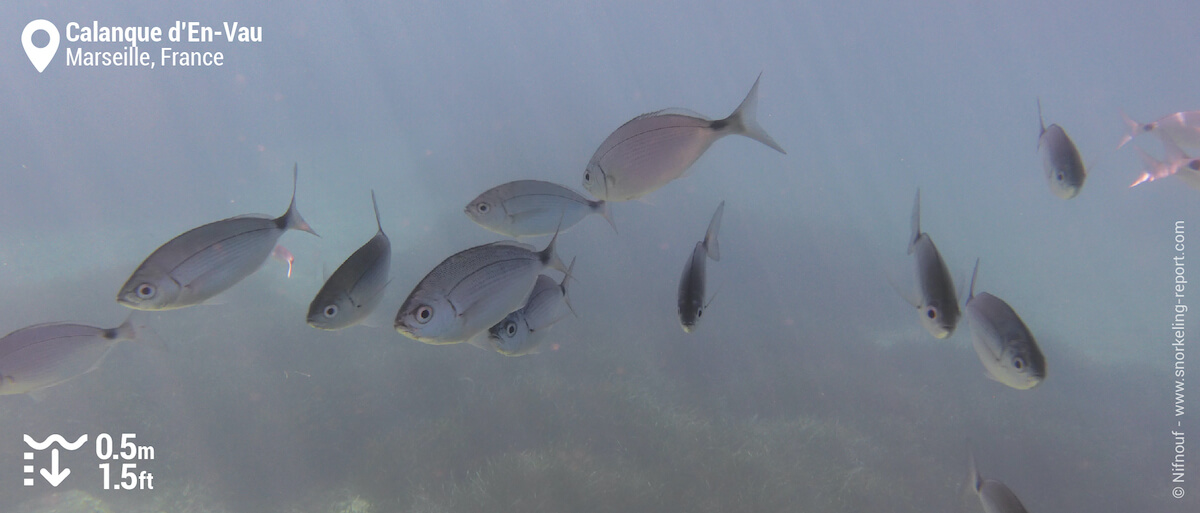 School of saddled seabream