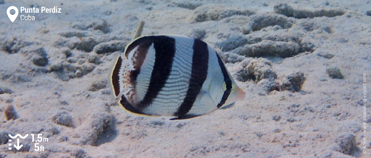 Banded butterflyfish in Punta Perdiz