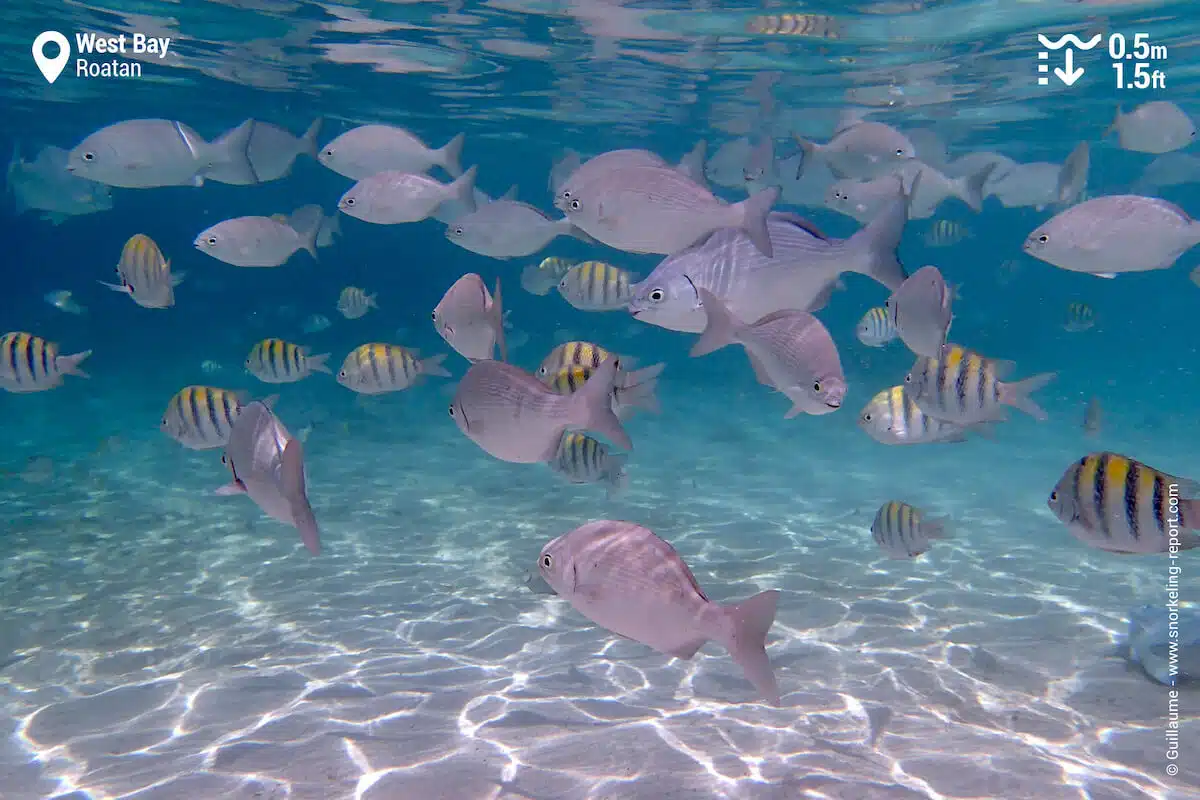 Bermuda chubs and sergeant majors in West Bay