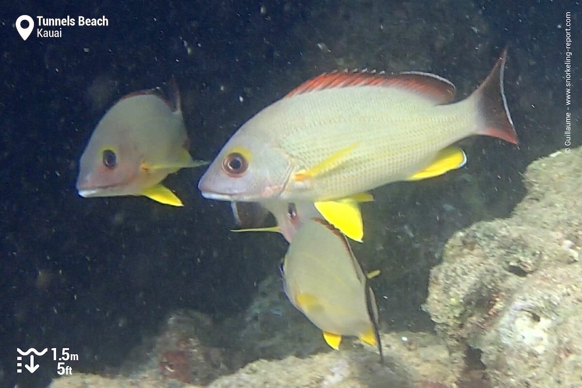 Blacktail snappers at Tunnels Beach