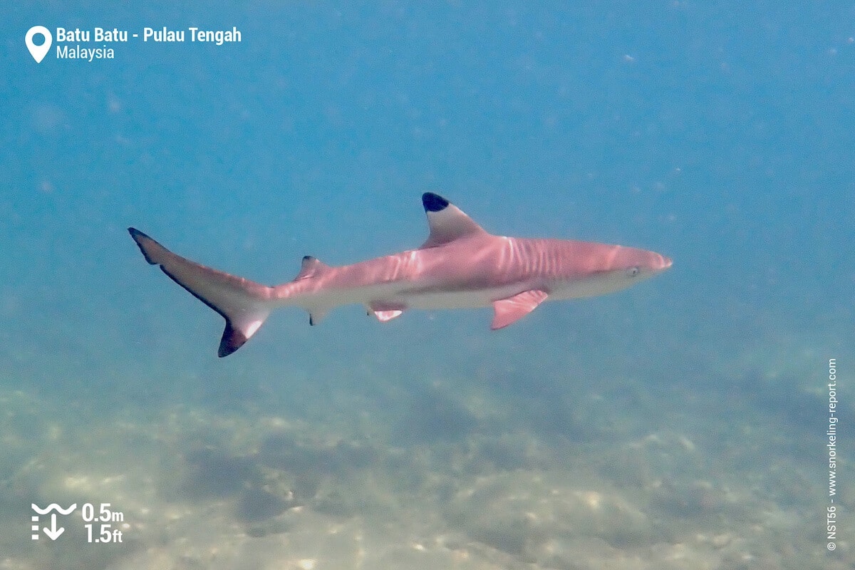 Blacktip reef shark at Batu Batu