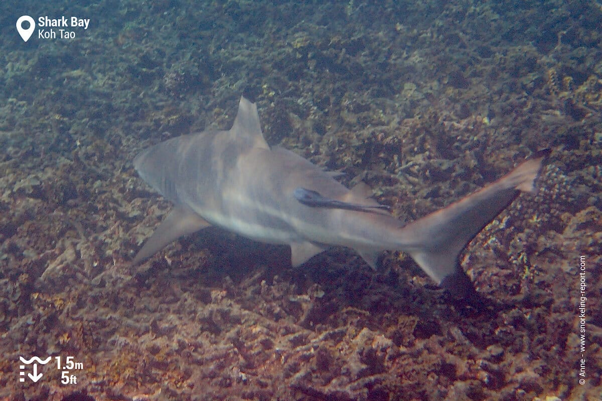 Blacktip reef shark in Shark Bay, Koh Tao