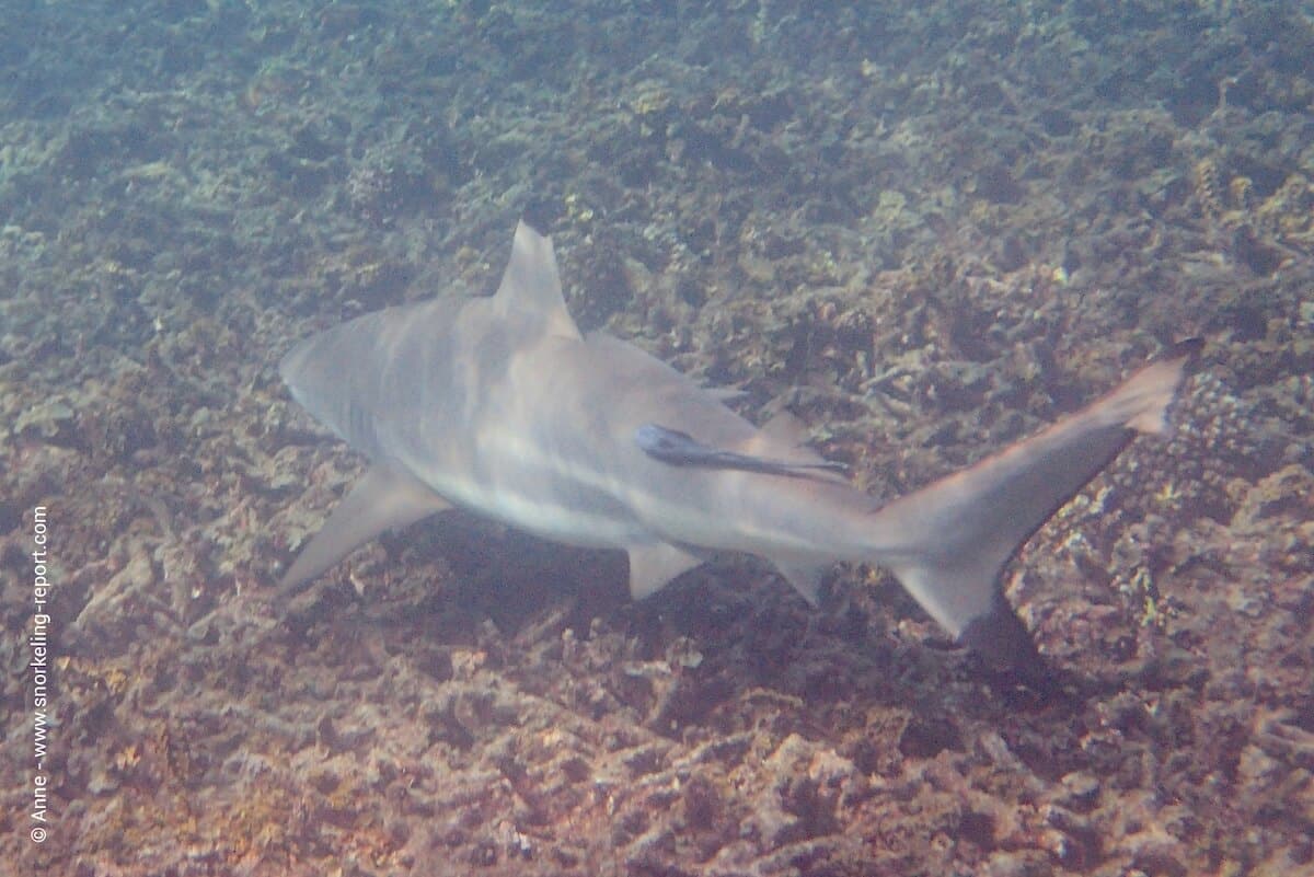 Blacktip reef shark in Koh Tao