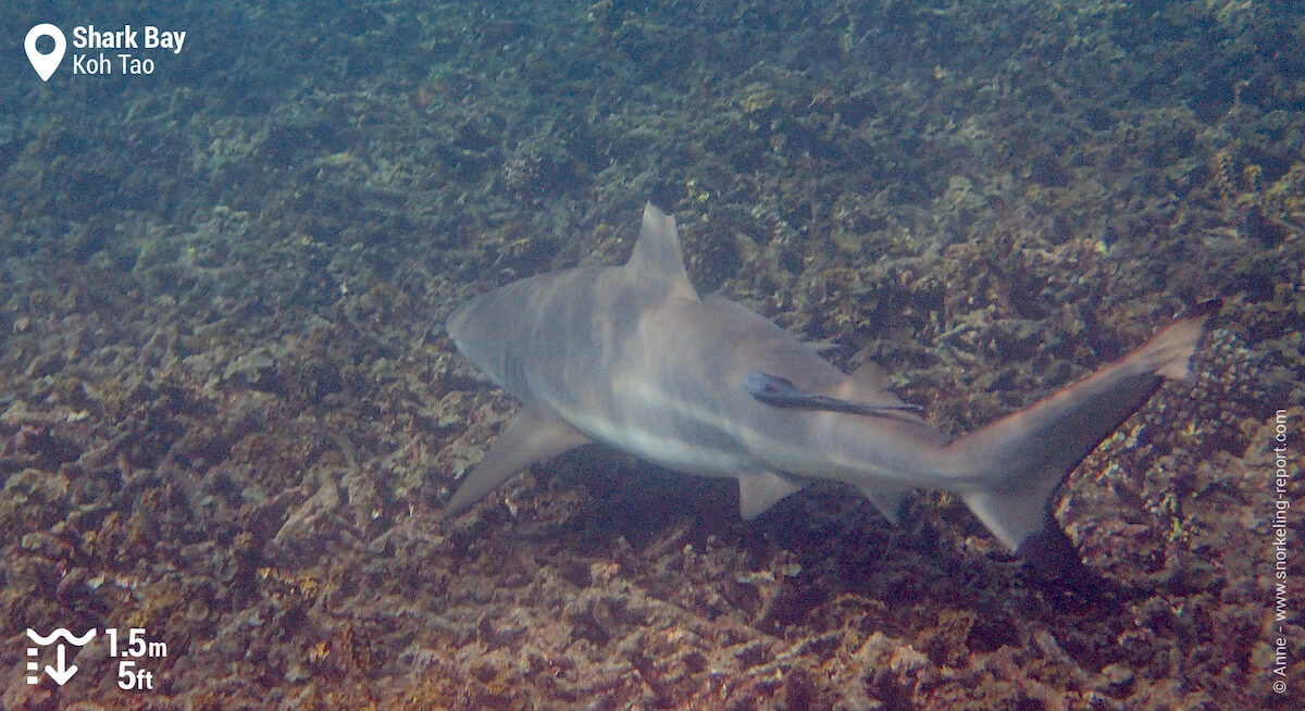 Blacktip reef shark at Shark Bay, Koh Tao