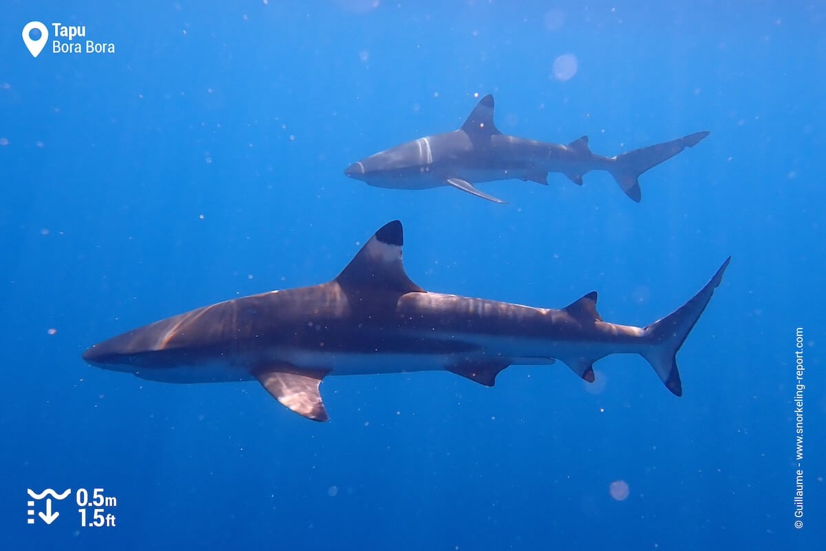 Blacktip reef sharks in the blue in Bora Bora