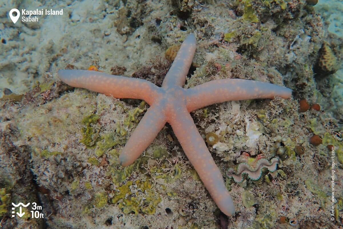 Blue sea star at Kapalai Island