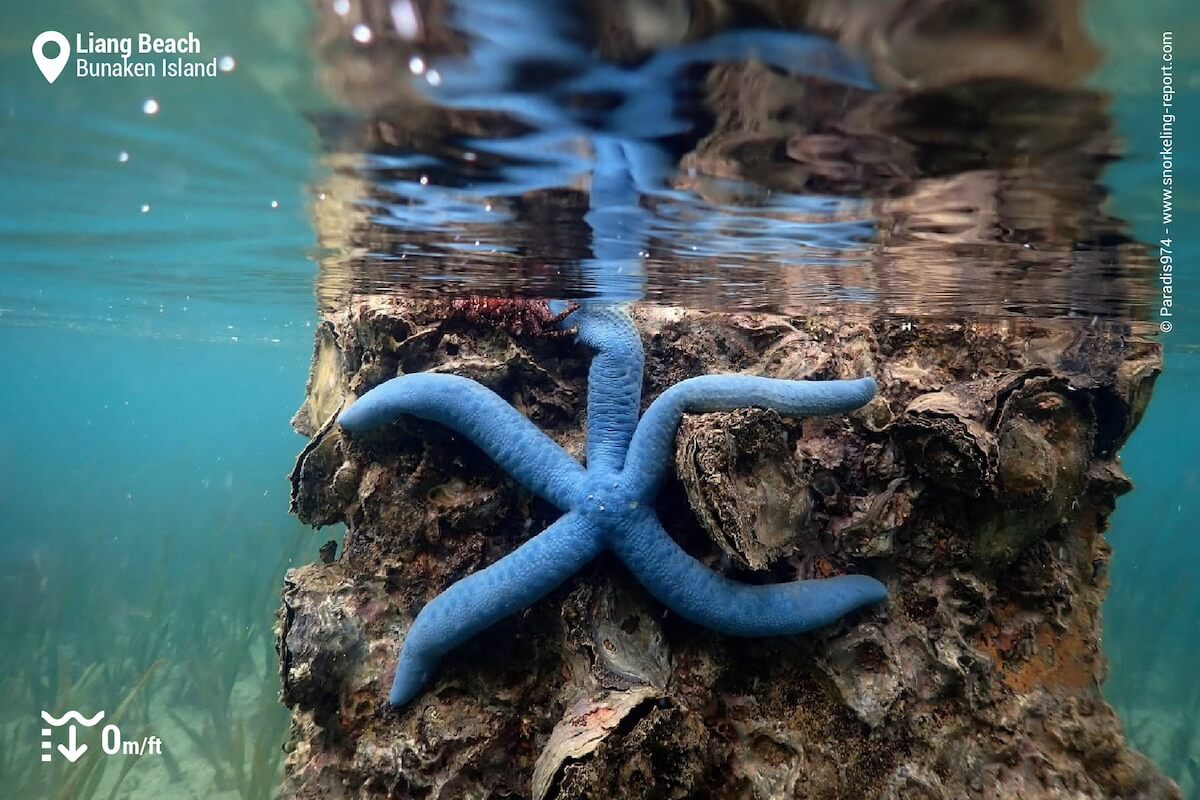 Blue starfish at Liang Beach jetty