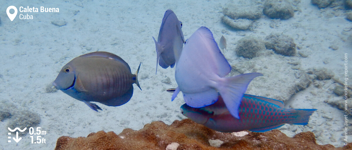 Blue tang in Caleta Buena