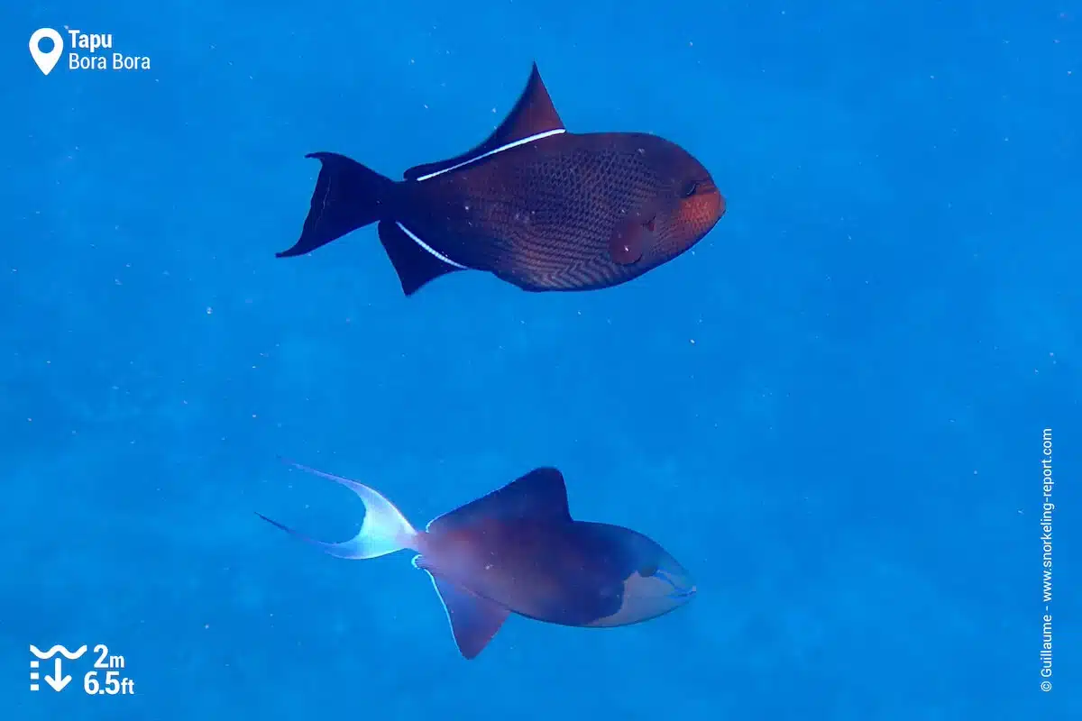 Triggerfish at Tapu