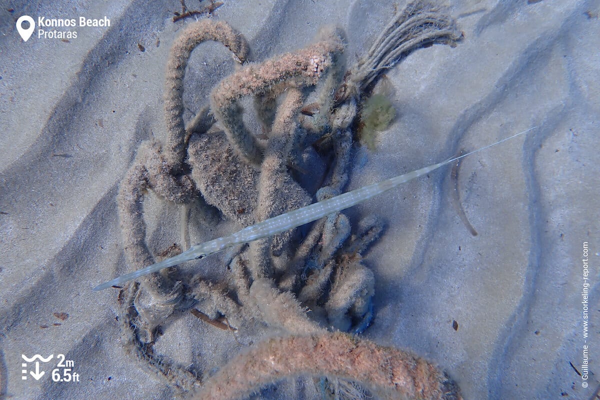 Bluespotted cornetfish in Konnos Beach