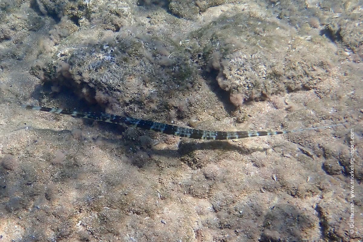 A bluespotted cornetfish at Sirena Bay