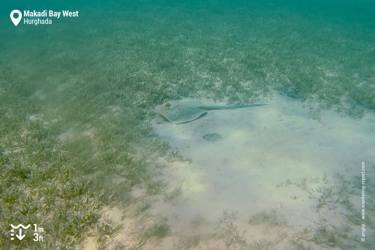 Bluespotted stingray at Makadi Bay