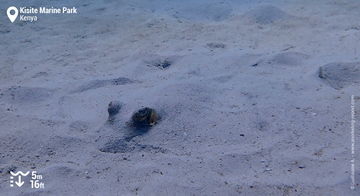 Bluespotted stingray