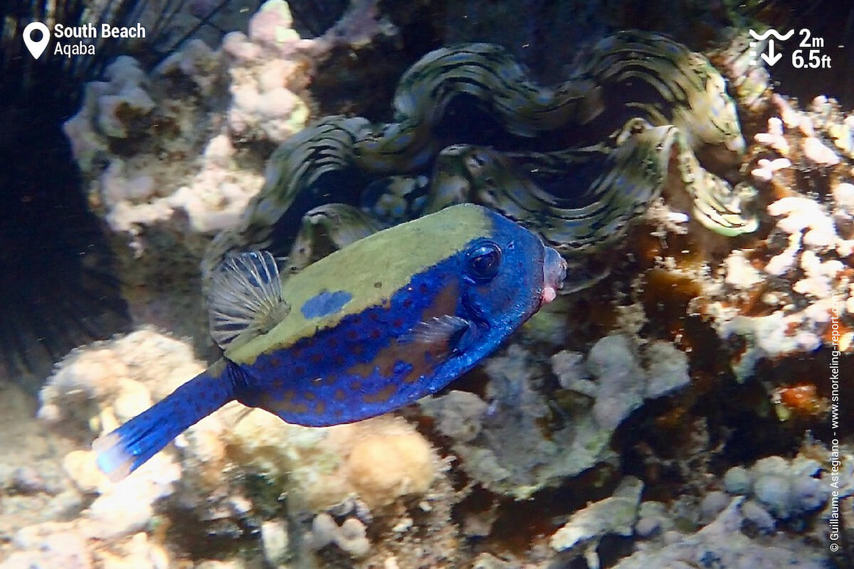 Bluetail trunkfish in South Beach