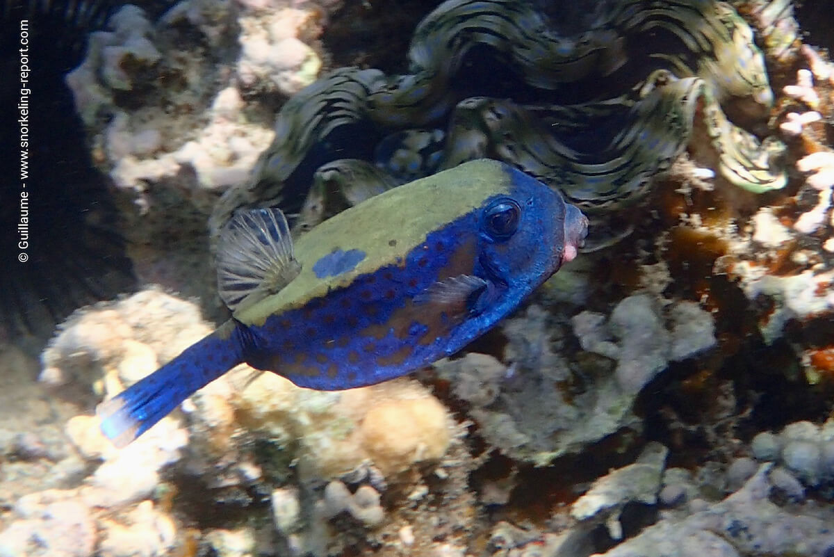 Bluetail trunkfish in South Beach