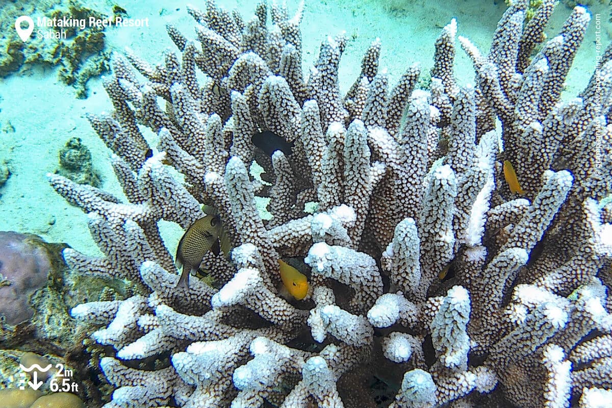 Branching coral and damselfish at Mataking Reef Resort