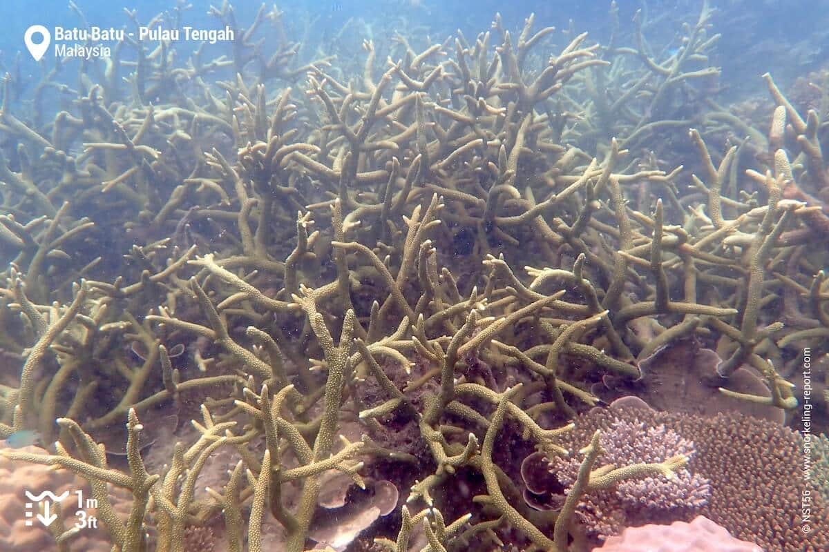 Branching coral at Batu Batu