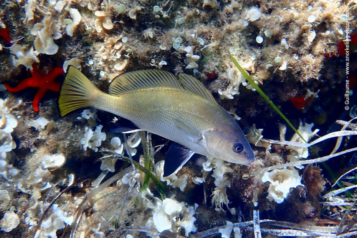 Brown meagre in Port Cros.