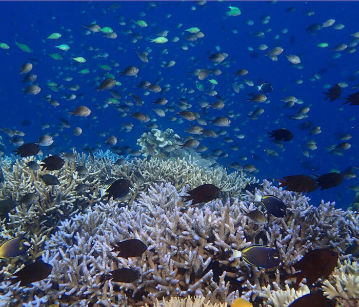 Bunaken Timur