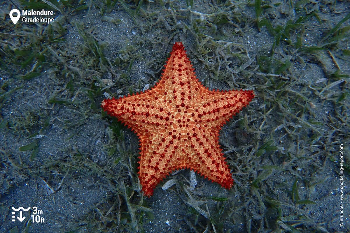 A Caribbean cushion sea star in Malendure.