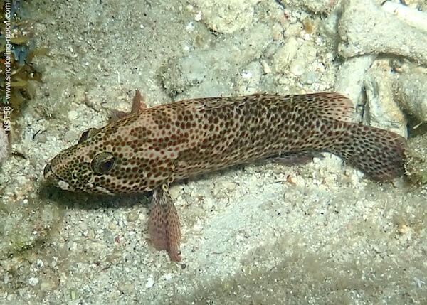 Cephalopholis cruentata