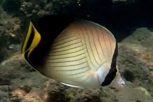 Chaetodon decussatus