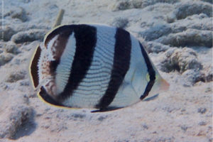 Chaetodon striatus