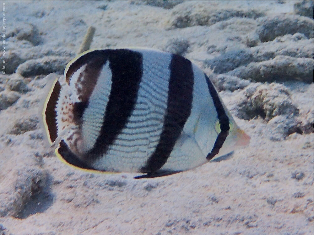 Chaetodon striatus