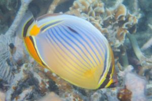 Chaetodon trifasciatus