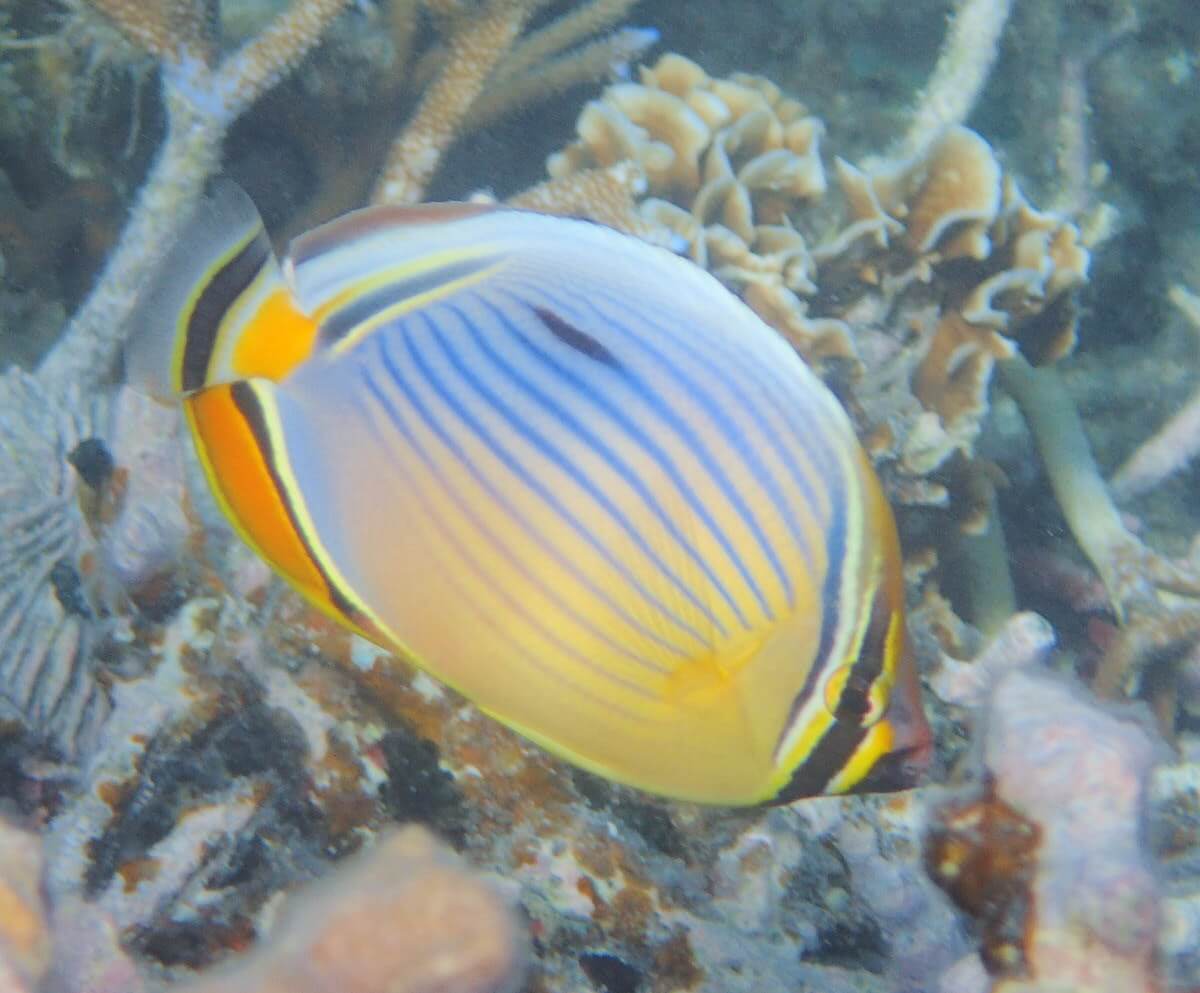 Chaetodon trifasciatus