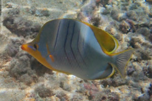 Chaetodon xanthocephalus