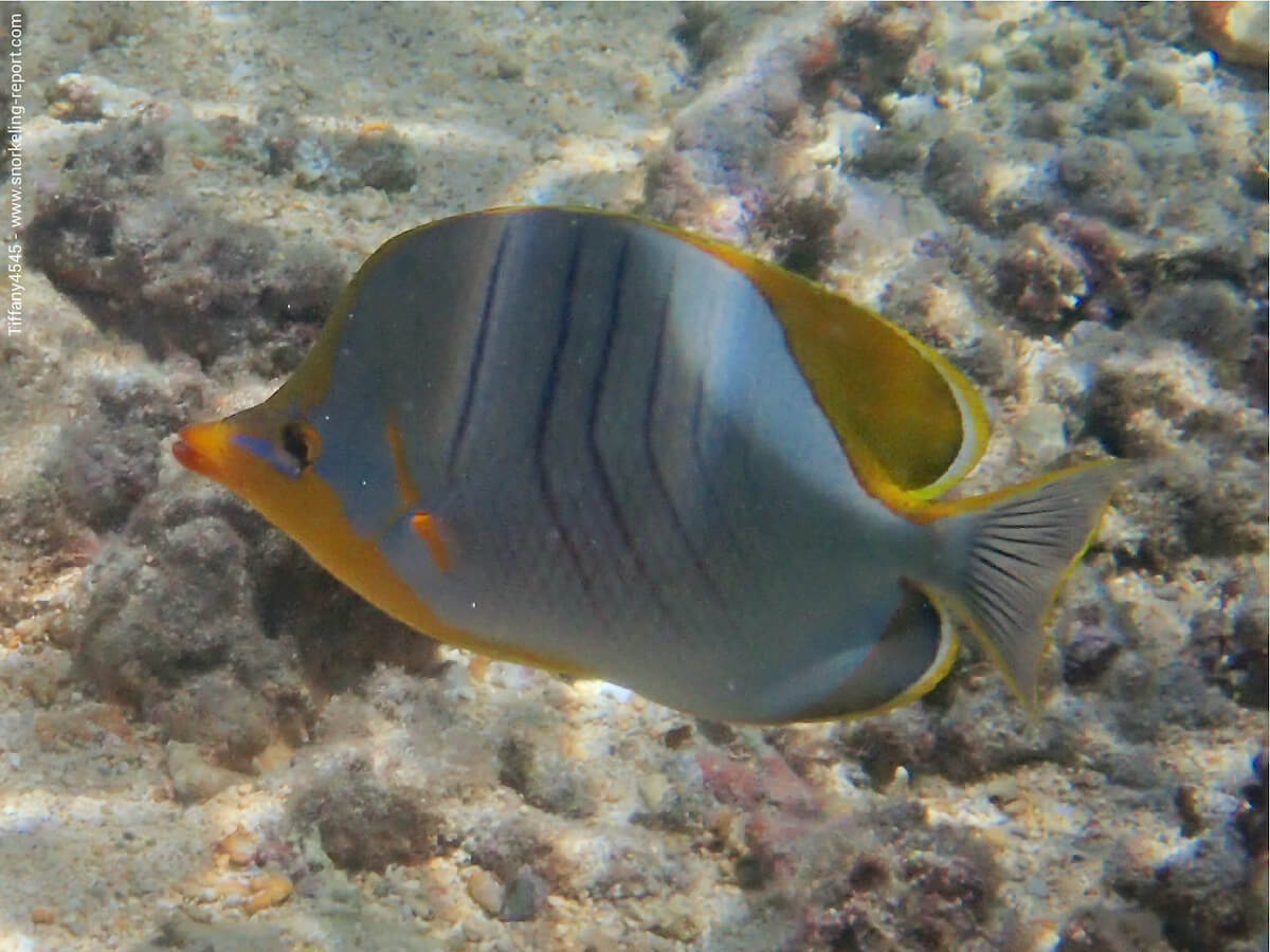 Chaetodon xanthocephalus