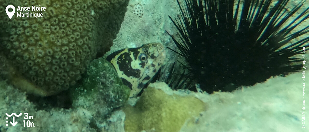 Chain moray at Anse Noire