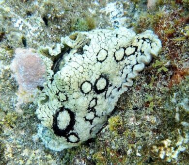 Charca de Taliarte