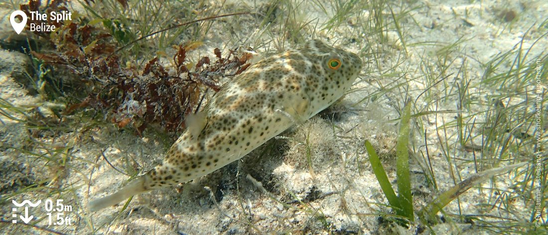 Checkered puffer at the Split, Caye Caulker