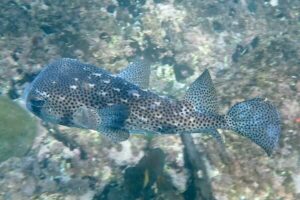 Chilomycterus reticulatus