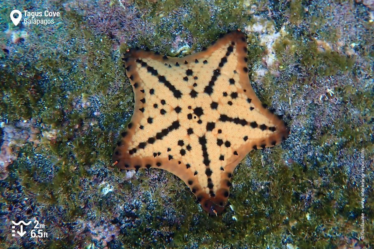 A chocolate sea star at Tagus Cove