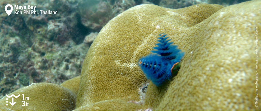 Christmas tree worms at Maya Bay