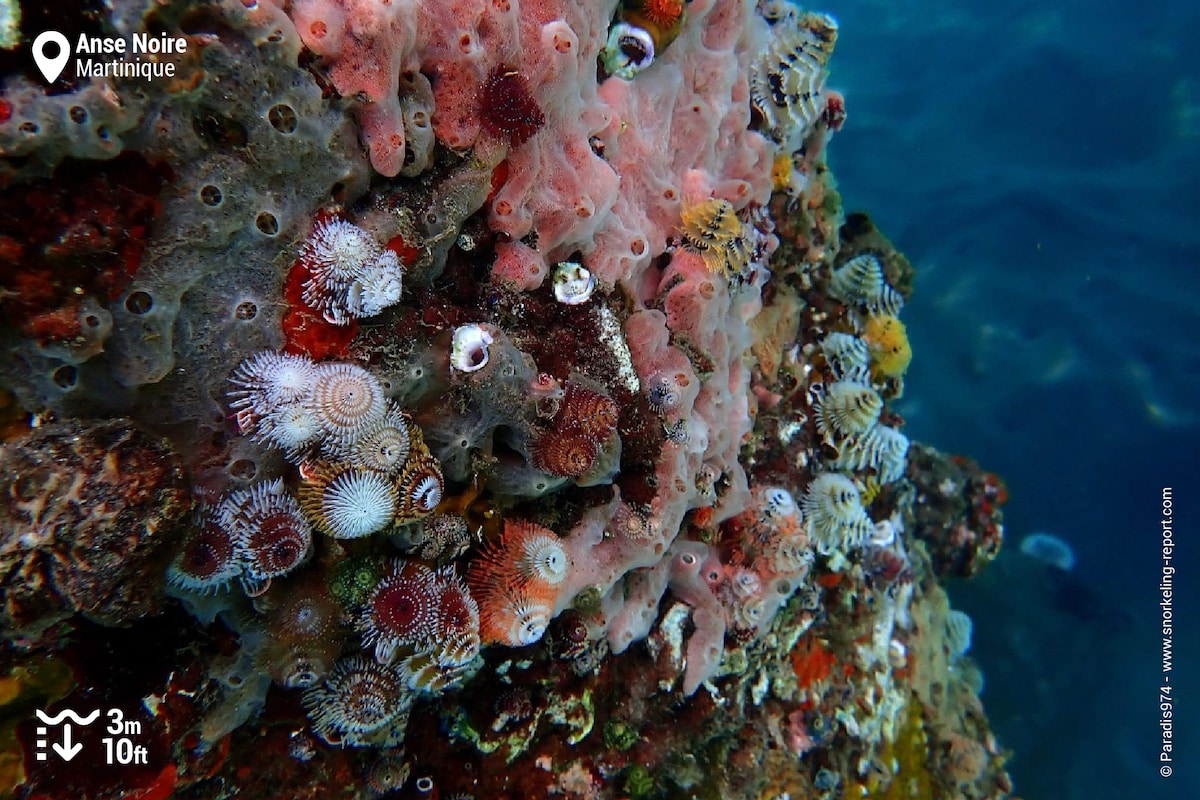Reef and Christmas tree worms at Anse Noire