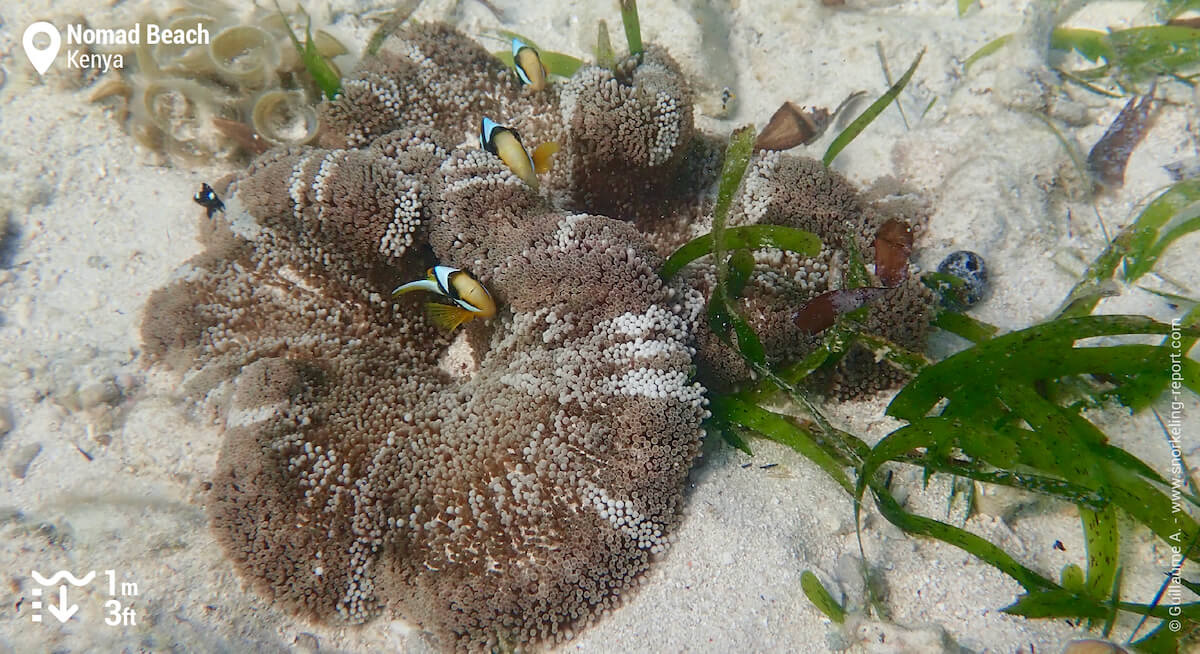 Clownfish in a sea anemone at Nomad Beach