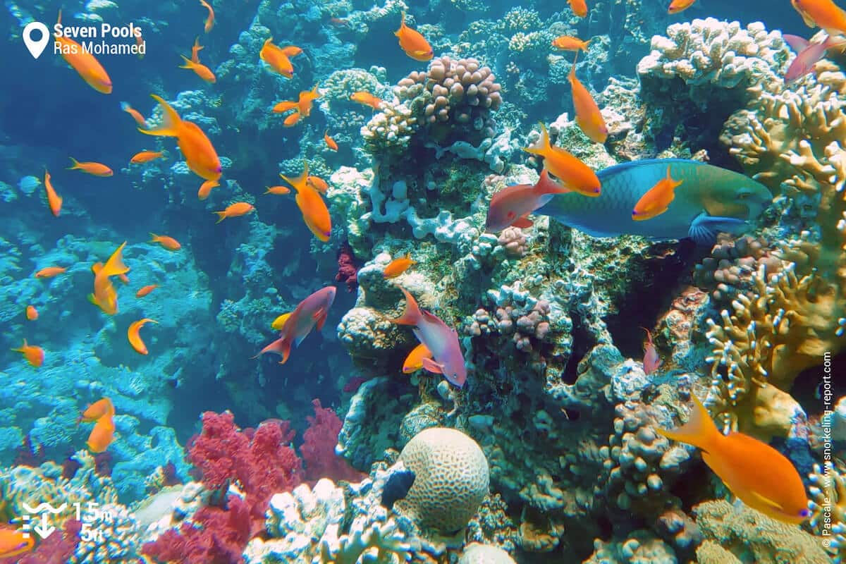 Colorful fish and coral at Seven Pools